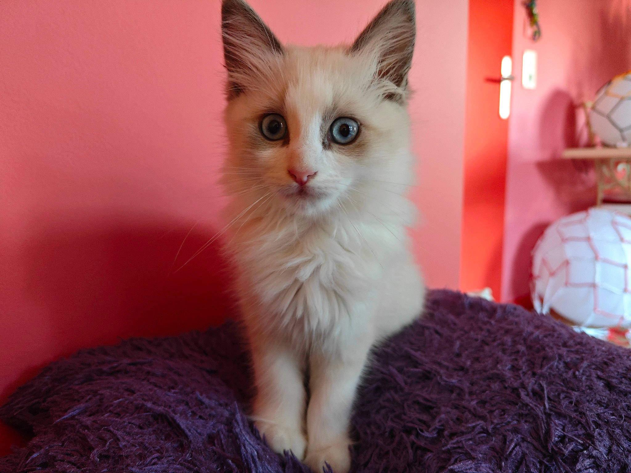 Meeko participe au concours pour gagner de l'argent avec cette photo : carnivore, cat, claw, domestic_short_haired_cat, fawn, felidae, fur, iris, paw, small_to_medium_sized_cats, snout, tail, whiskers