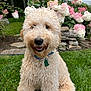 backyard, collar, curly_fur, dog, flowers, fur, garden, goldendoodle, grass, happy, hydrangea, nose, outdoor, paws, pet, portrait, sitting, smile, stone_wall, tag