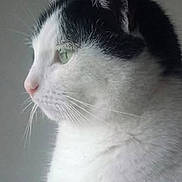 Haribo a rejoint le concours — aidez-le/la à gagner de superbes lots ! animal, black_and_white, calm, cat, close_up, cute, domestic_cat, feline, fur, green_eyes, indoor, looking, pet, portrait, profile, quiet, serene, side_view, soft_light, whiskers