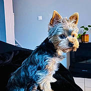 Nina participe au concours pour gagner de l'argent avec cette photo : animal, attention, black_fur, brown_fur, canine, companion, cozy, cute, dog, domestic, ears, fur, furniture, home, indoor, pet, plant, portrait, sitting, small_dog