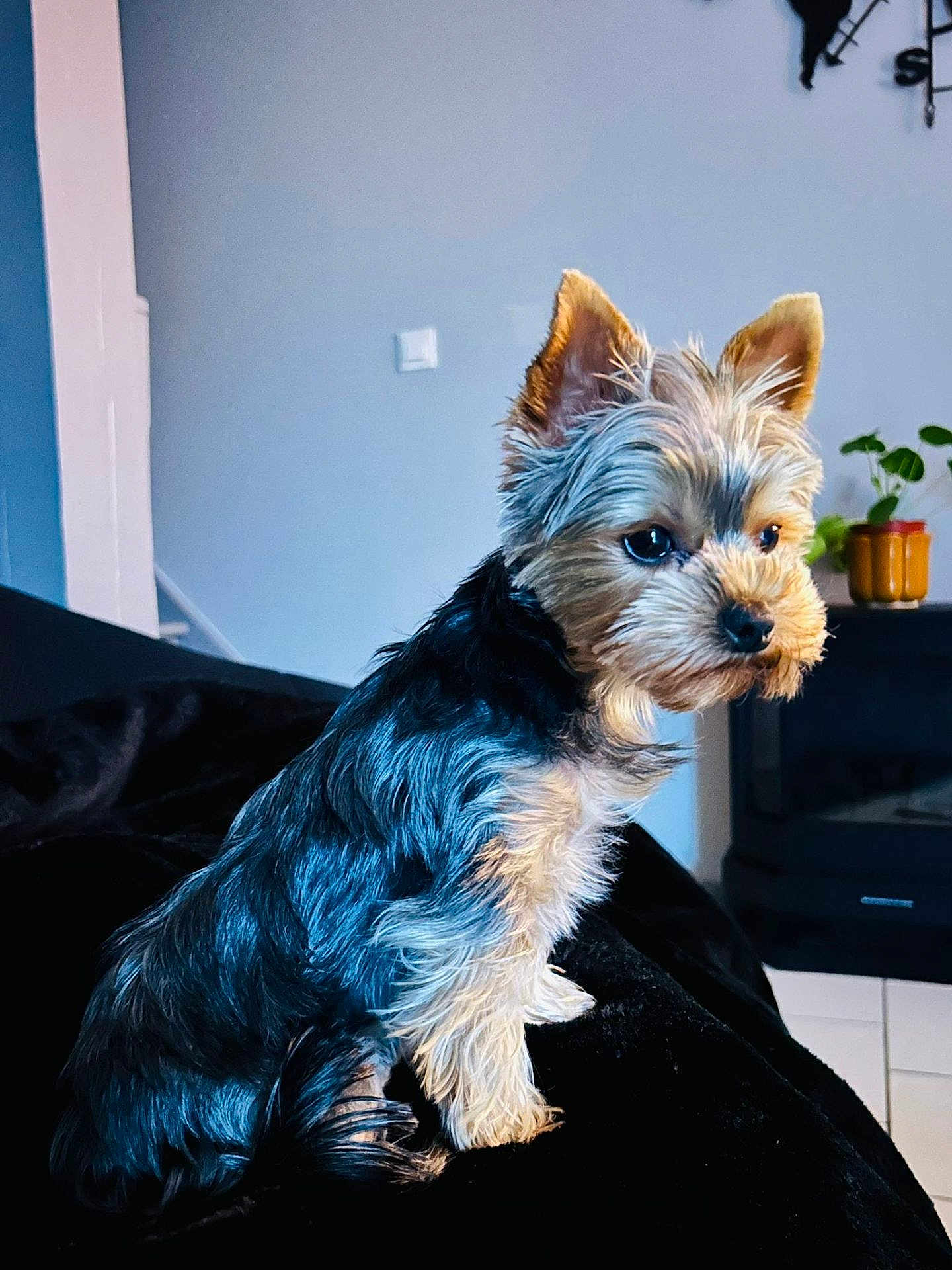 Nina