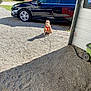 Camille is registered to the contest to win money with this photo: dog, orange_harness, gravel, driveway, car, black_car, reflection, shadow, sunlight, trees, shed, building, leash, outdoor, pet, animal, daylight, tied, sitting, parking