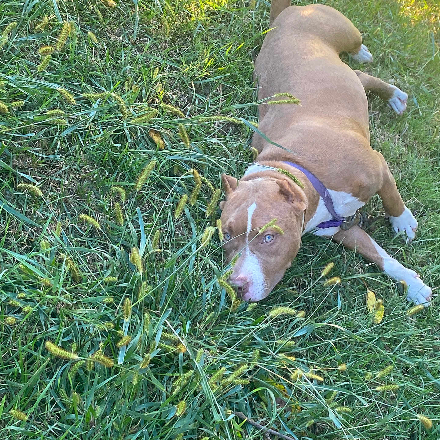 Camille joined the competition — help win amazing prizes! animal, blue_eyes, canine, collar, curious, daylight, dog, ears, fur, grass, greenery, lying_down, muzzle, nature, outdoor, pet, playful, relaxed, sunlight, tail