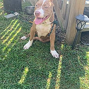 Camille joined the competition — help win amazing prizes! dog, pitbull, grass, sunlight, fence, yard, outdoor, happy, pet, tongue_out, brown_dog, white_paws, collar, metal_bowl, wood, shadows, daylight, nature, animal, playful