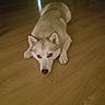 dog, husky, pet, animal, lying_down, floor, wooden_floor, indoor, canine, fur, ears, eyes, snout, mammal, domestic_animal, resting, looking_up, companion, cute, house