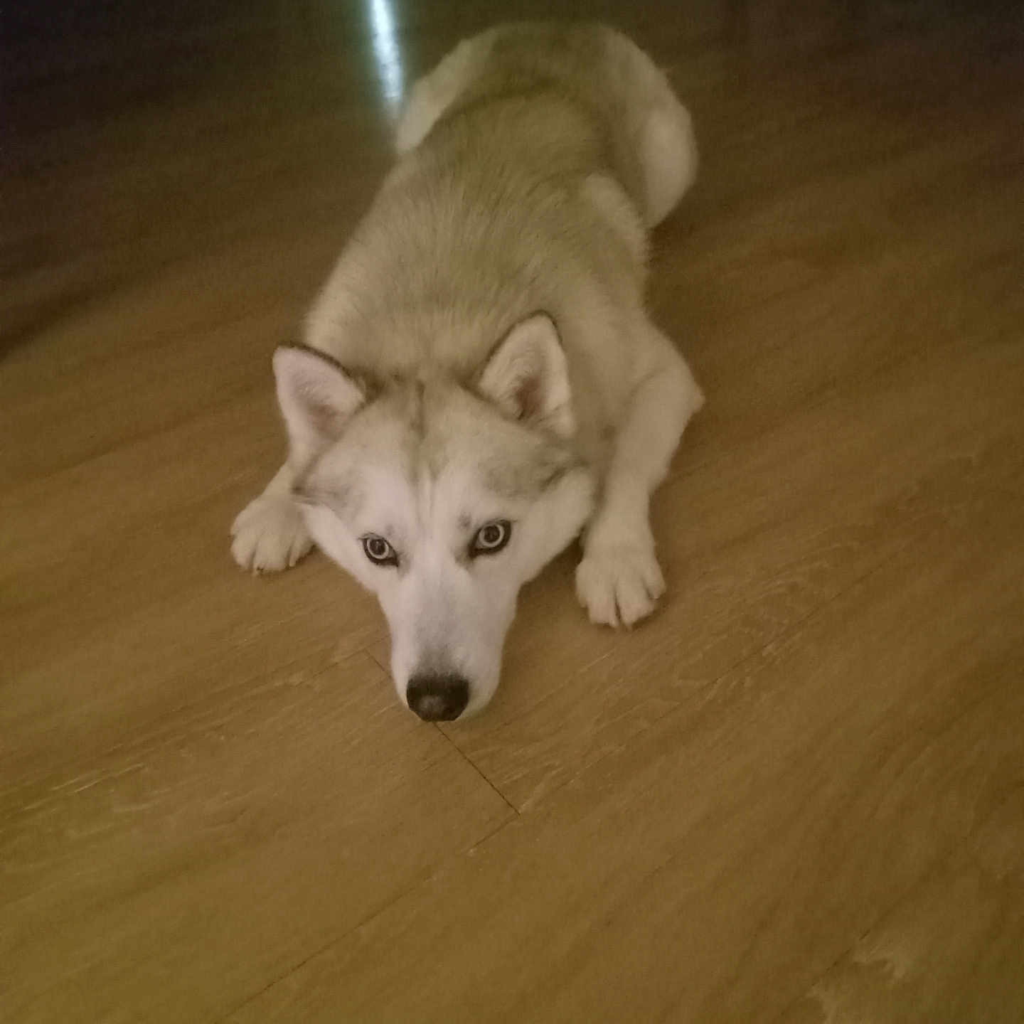 Jack