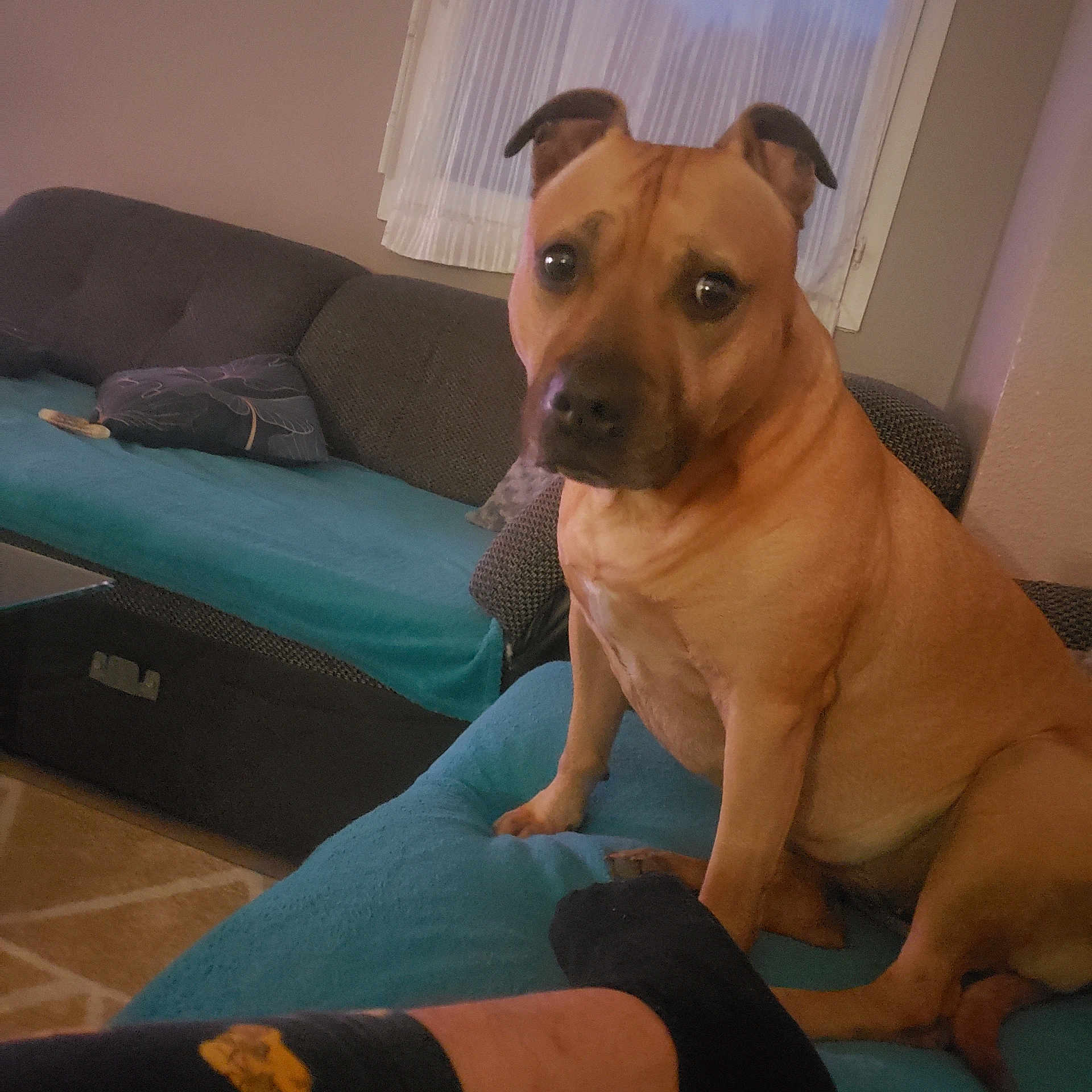 Nala participe au concours pour gagner de l'argent avec cette photo : animal, blanket, brown_dog, canine, carpet, companion, couch, curtains, dog, domestic, furniture, home, indoor, living_room, looking, pet, quiet, relaxed, sitting, window