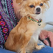 Tiny is registered to the contest to win money with this photo: dog, small_dog, fluffy, collar, pet, sitting, person, lap, clothing, patterned_clothing, jeans, hand, ring, indoor, close_up, fur, ears, face, animal, cute