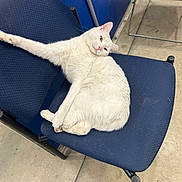 Snow joined the competition — help win amazing prizes! blue_chair, cat, chair, concrete_floor, ears, feline, indoor, looking_at_camera, metal_frame, paw, pet, pet_hair, pink_nose, relaxed, resting, seat, stretched, tile_floor, waiting_room, white_cat