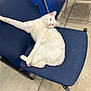 blue_chair, cat, chair, concrete_floor, ears, feline, indoor, looking_at_camera, metal_frame, paw, pet, pet_hair, pink_nose, relaxed, resting, seat, stretched, tile_floor, waiting_room, white_cat