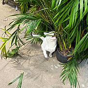 Snowball is registered to the contest to win money with this photo: agavaceae, animal, cat, cookware, flower, herbal, herbs, jar, leaf, machine, pet, plant, planter, pot, pottedplant, pottery, soil, vase, vegetation, wheel