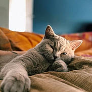 Appi participe au concours pour gagner de l'argent avec cette photo : cat, feline, pet, sleeping, cozy, bed, blanket, paw, whiskers, ears, fur, close_up, portrait, indoor, domestic_animal, relaxation, soft_light, shallow_depth_of_field, comfortable, resting