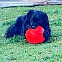 dog, black_dog, ball, red_ball, grass, outdoor, pet, animal, play, playful, paw, lying_down, nature, toy, summer, green, fun, canine, muzzle, fur
