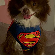 Hershy joined the competition — help win amazing prizes! dog, superman_costume, pet, cute, fluffy, tongue_out, indoor, smiling, costume, animal, brown_fur, white_fur, sitting, cape, canine, portrait, funny, adorable, domestic_animal, closeup
