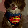 dog, superman_costume, pet, cute, fluffy, tongue_out, indoor, smiling, costume, animal, brown_fur, white_fur, sitting, cape, canine, portrait, funny, adorable, domestic_animal, closeup