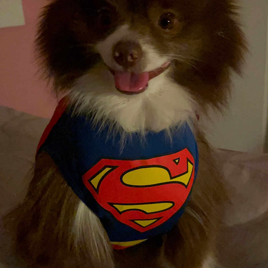 Hershy joined the competition — help win amazing prizes! adorable, animal, brown_fur, canine, cape, closeup, costume, cute, dog, domestic_animal, fluffy, funny, indoor, pet, portrait, sitting, smiling, superman_costume, tongue_out, white_fur