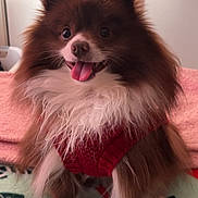 Hershey is registered to the contest to win money with this photo: dog, fluffy, brown, white, sweater, red, pet, tongue_out, cute, indoor, blanket, holiday, festive, animal, small_dog, happy, fur, face, ears, paw
