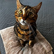 Luna joined the competition — help win amazing prizes! cat, tabby, yellow_eyes, whiskers, towel, indoor, pet, curious, feline, sitting, close_up, fur, striped, bedspread, domestic_animal, looking_up, cute, animal, soft_texture, collar