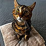 cat, tabby, yellow_eyes, whiskers, towel, indoor, pet, curious, feline, sitting, close_up, fur, striped, bedspread, domestic_animal, looking_up, cute, animal, soft_texture, collar