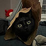 abyssinian, animal, bag, bird, blackbird, blackcat, blanket, cat, clothing, hood, kitten, manx, pet, plastic, plasticbag