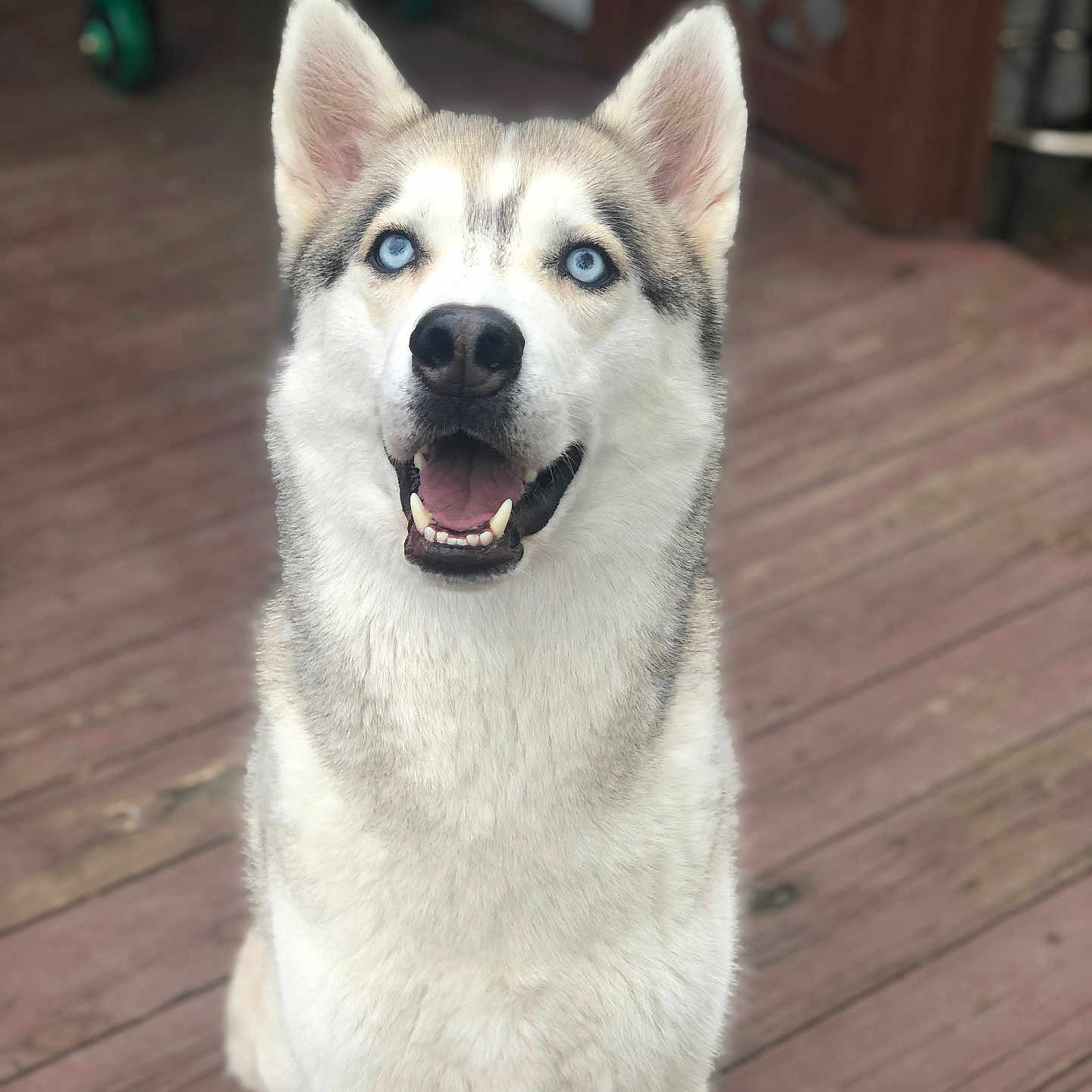 Koda is registered to the contest to win money with this photo: animal, bodypart, canine, dog, eskimodog, hardwood, husky, mouth, person, pet, puppy, snout, tongue, whitedog, wood