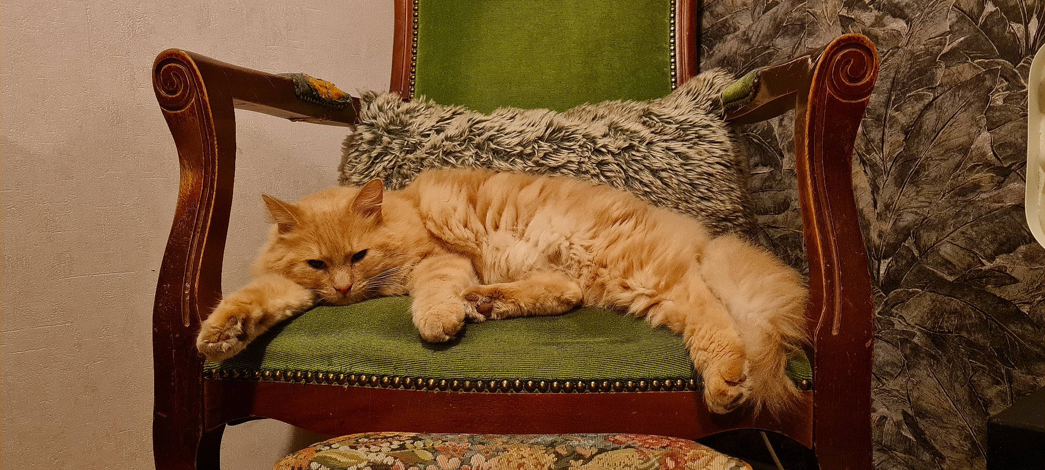 Luffy participe au concours pour gagner de l'argent avec cette photo : carnivore, cat, chair, comfort, couch, domestic_short_haired_cat, fawn, felidae, fur, furniture, paw, room, small_to_medium_sized_cats, studio_couch, tail, textile, tree, whiskers, window, wood