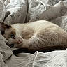 Bubba is registered to the contest to win money with this photo: cat, kitten, pet, animal, sleeping, lying_down, bed, bedding, blanket, white, cream, brown, fur, blue_eyes, whiskers, pink_nose, portrait, indoor, cozy, relaxed