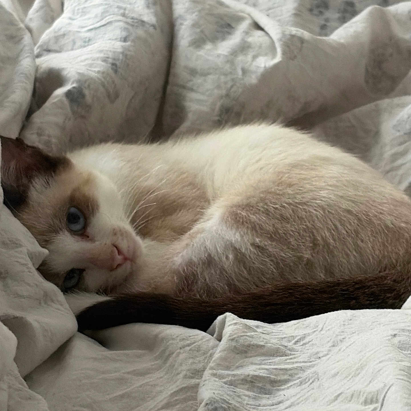 Bubba
