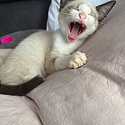 Bubba joined the competition — help win amazing prizes! cat, kitten, yawning, sleepy, cream_fur, brown_markings, blue_eyes, open_mouth, pink_nose, whiskers, pointed_ears, paws, curled_up, bed, pillows, bedding, indoors, pet, cute, close_up
