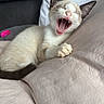 cat, kitten, yawning, sleepy, cream_fur, brown_markings, blue_eyes, open_mouth, pink_nose, whiskers, pointed_ears, paws, curled_up, bed, pillows, bedding, indoors, pet, cute, close_up