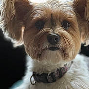 Izzy joined the competition — help win amazing prizes! dog, small_dog, close_up, fluffy, ears, collar, pet, animal, cute, fur, portrait, indoor, curious, face, muzzle, whiskers, domestic_animal, companion, canine, furry