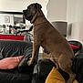 dog, couch, leather, pillow, living_room, furniture, pet, brown_dog, indoors, mirror, red_cabinet, lamp, decor, household_items, balancing, large_dog, side_view, domestic_animal, resting, canine