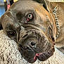 dog, close_up, resting, blanket, fluffy, brown, wrinkled_face, collar, chain, indoors, cozy, pet, animal, sleepy, soft_texture, portrait, large_dog, face, expression, furniture