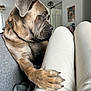 dog, paw, person, indoor, sofa, furniture, light, window, clothing, pants, pet, animal, companion, cozy, brown_fur, closeup, relaxing, friendship, gentle, comfort