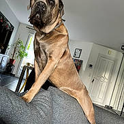 Usko participe au concours pour gagner de l'argent avec cette photo : dog, living_room, couch, toy, pillow, window, furniture, indoor, pet, gray, brown, plant, door, table, chair, floor, decor, collar, canine, home