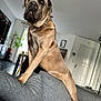 dog, living_room, couch, toy, pillow, window, furniture, indoor, pet, gray, brown, plant, door, table, chair, floor, decor, collar, canine, home