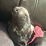 dog, black_dog, pet, animal, sleeping, lying_down, curled_up, collar, pink_flower, chair, indoors, furniture, close_up, portrait, shiny_fur, relaxed, cute, funny, text_overlay, home