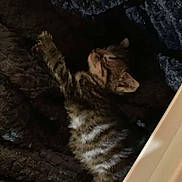 Sapphire joined the competition — help win amazing prizes! kitten, cat, sleeping, tabby, striped, furry, pet, animal, cozy, blanket, resting, cute, indoor, soft, fur, young, small, relaxed, comfort, bed