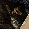 kitten, cat, sleeping, tabby, striped, furry, pet, animal, cozy, blanket, resting, cute, indoor, soft, fur, young, small, relaxed, comfort, bed