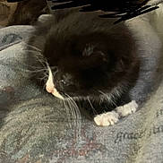 Whiskers joined the competition — help win amazing prizes! cat, black_and_white, animal, pet, whiskers, paw, blanket, resting, cozy, indoor, feline, fur, cute, soft, domestic, sleepy, closeup, side_view, mammal