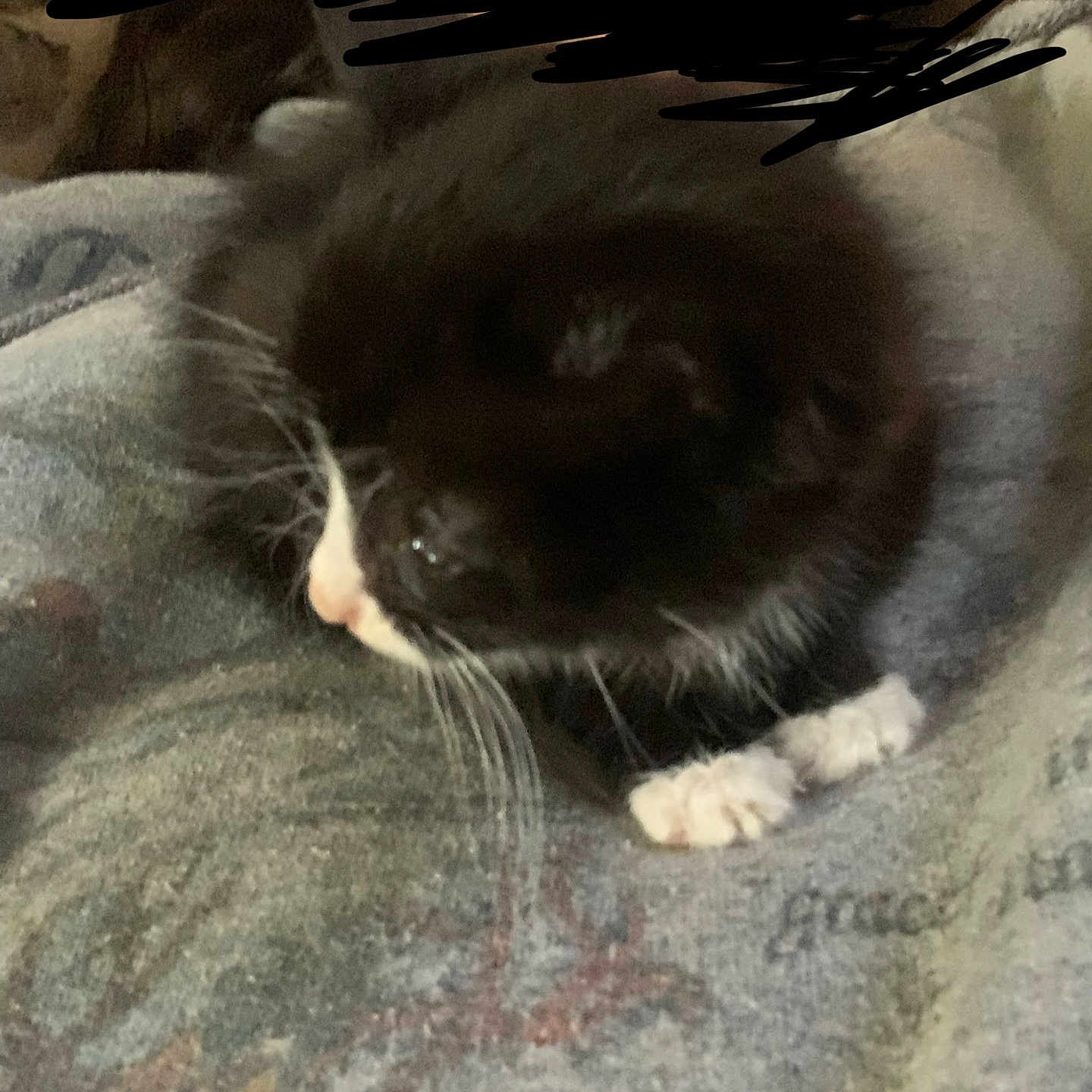 Whiskers joined the competition — help win amazing prizes! cat, black_and_white, animal, pet, whiskers, paw, blanket, resting, cozy, indoor, feline, fur, cute, soft, domestic, sleepy, closeup, side_view, mammal