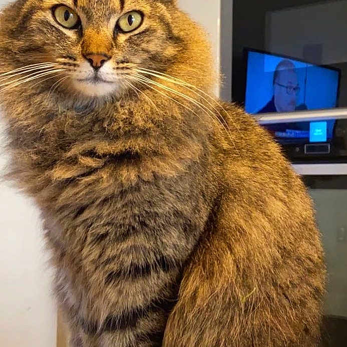 Onyx participe au concours pour gagner de l'argent avec cette photo : abyssinian, accessories, angora, animal, cat, computerhardware, desk, electronics, face, furniture, glasses, hardware, head, manx, monitor, person, pet, screen, table, tv