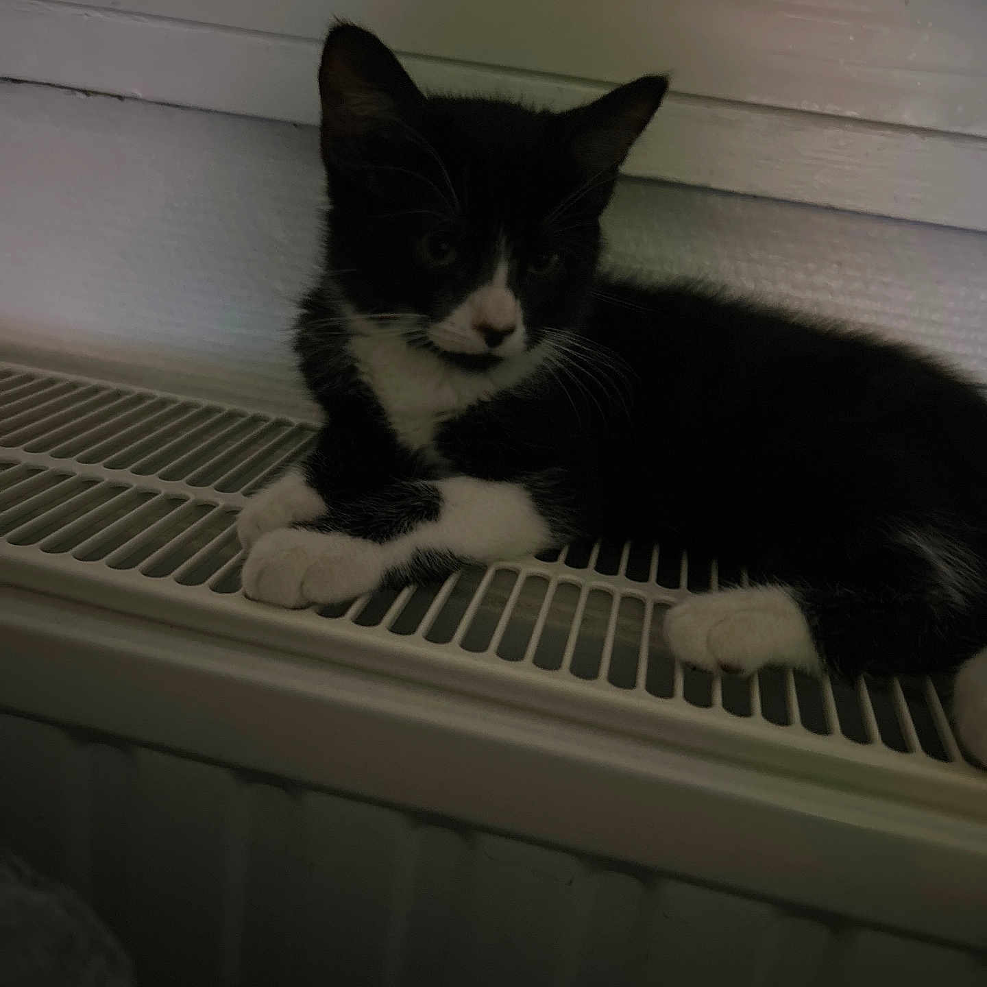 Mimine participe au concours pour gagner de l'argent avec cette photo : animal, black_and_white, cat, cozy, cute, domestic, ears, fur, indoor, kitten, lounging, mammal, paws, pet, quiet, radiator, resting, shadow, small, whiskers