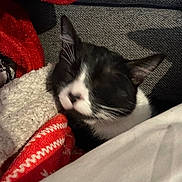 Mimine a rejoint le concours — aidez-le/la à gagner de superbes lots ! cat, black_and_white, sleeping, blanket, couch, indoor, cozy, soft, pet, relaxing, fur, whiskers, comfort, rest, animal, closeup, furniture, household, warm, nap