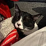 cat, black_and_white, sleeping, blanket, couch, indoor, cozy, soft, pet, relaxing, fur, whiskers, comfort, rest, animal, closeup, furniture, household, warm, nap