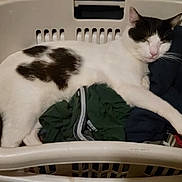 Domino is registered to the contest to win money with this photo: cat, laundry_basket, clothes, sleeping, resting, white_cat, black_spots, domestic_cat, indoor, pet, cozy, relaxed, fur, whiskers, home, nap, basket, comfortable, animal, feline