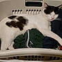 cat, laundry_basket, clothes, sleeping, resting, white_cat, black_spots, domestic_cat, indoor, pet, cozy, relaxed, fur, whiskers, home, nap, basket, comfortable, animal, feline