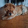 Oslo participe au concours pour gagner de l'argent avec cette photo : dog, chow_chow, pet, indoor, wooden_floor, parquet, furry, laying_down, relaxed, animal, brown_fur, fluffy, canine, companion, house, floor, quiet, domestic, resting, mammal