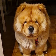 Oslo a rejoint le concours — aidez-le/la à gagner de superbes lots ! dog, chow_chow, fluffy, pet, indoor, wooden_floor, animal, mammal, fur, cute, sitting, companion, house, domestic, canine, portrait, paw, face, red_collar, guard