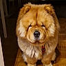 dog, chow_chow, fluffy, pet, indoor, wooden_floor, animal, mammal, fur, cute, sitting, companion, house, domestic, canine, portrait, paw, face, red_collar, guard